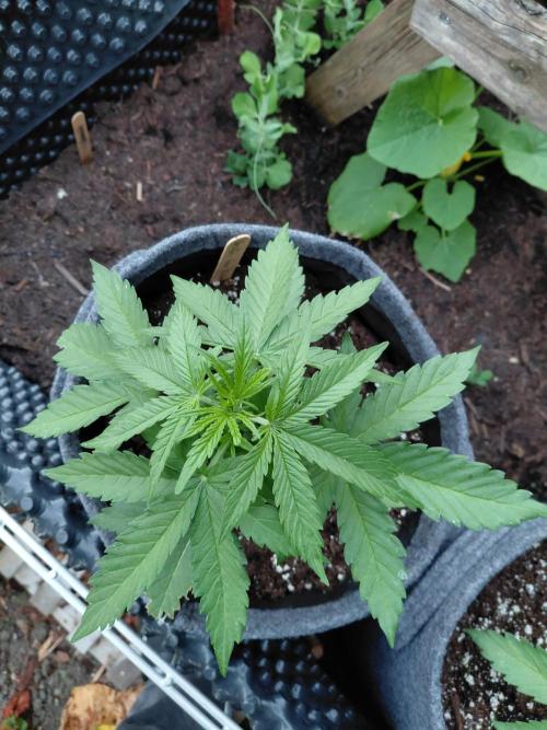 Spliff's Neville's Haze Auto Outdoor run. Week 4