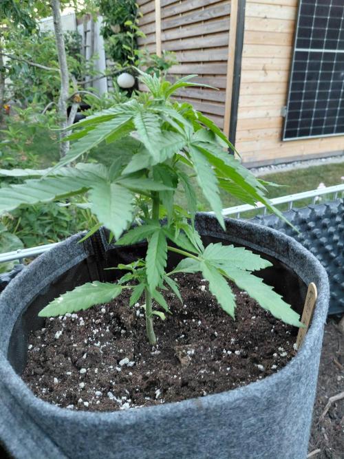 Spliff's Neville's Haze Auto Outdoor run. Week 4