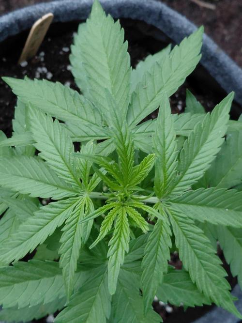 Spliff's Neville's Haze Auto Outdoor run. Week 4