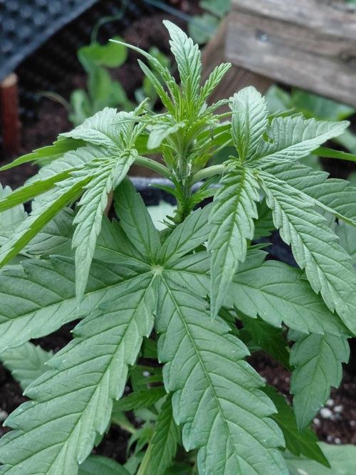 Spliff's Neville's Haze Auto Outdoor run. Week 4