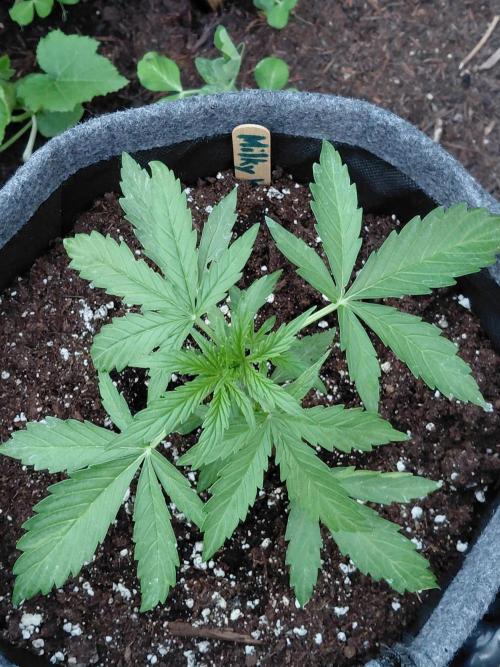 RQS' Milky Way F1 Outdoor Leftovers. Week 4