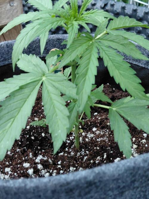 RQS' Milky Way F1 Outdoor Leftovers. Week 4