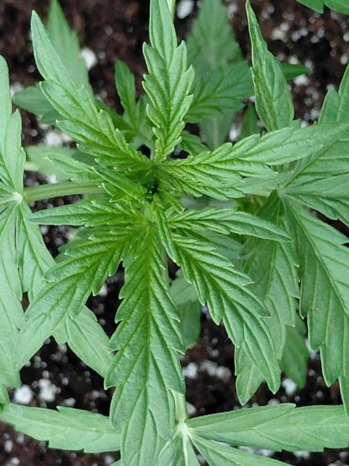 RQS' Milky Way F1 Outdoor Leftovers. Week 4