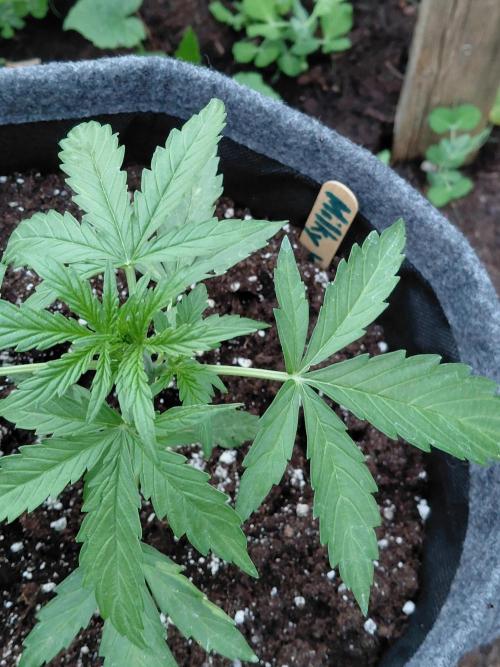 RQS' Milky Way F1 Outdoor Leftovers. Week 4