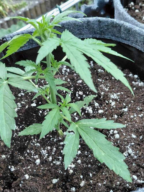 Milky Way F1. Week 4
