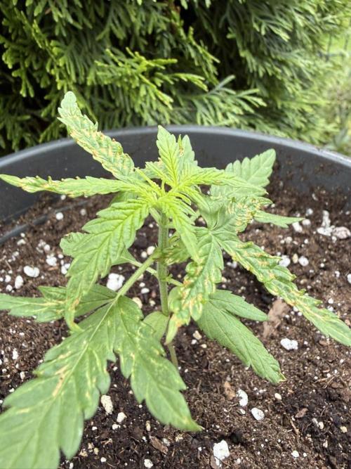 Spliff's Auto Neville's Haze Outdoor GER. Week 4