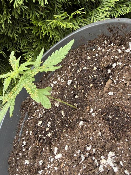 Spliff's Auto Neville's Haze Outdoor GER. Week 4