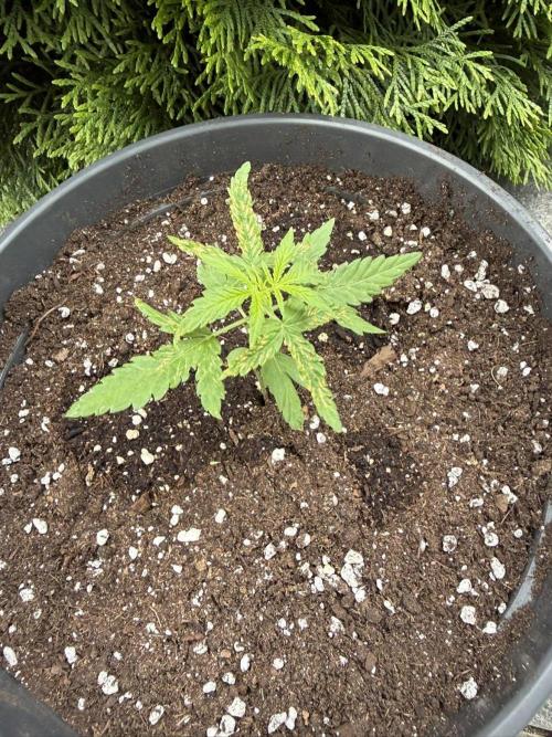 Spliff's Auto Neville's Haze Outdoor GER. Week 4