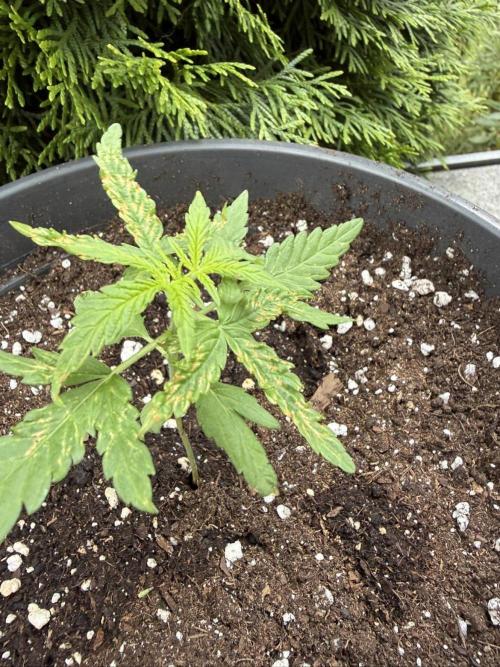 Spliff's Auto Neville's Haze Outdoor GER. Week 4