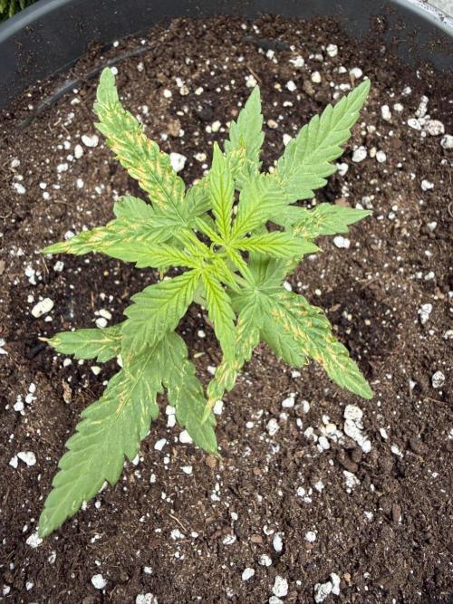 Spliff's Auto Neville's Haze Outdoor GER. Week 4
