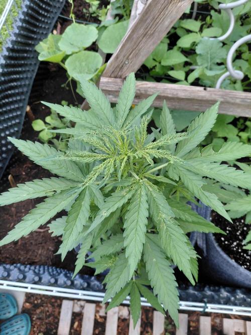 Spliff's Neville's Haze Auto Outdoor run. Week 5