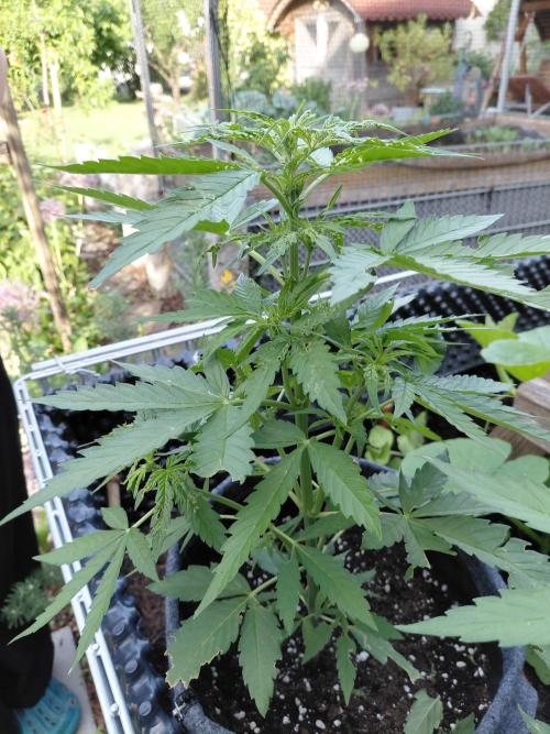 Spliff's Neville's Haze Auto Outdoor run. Week 5