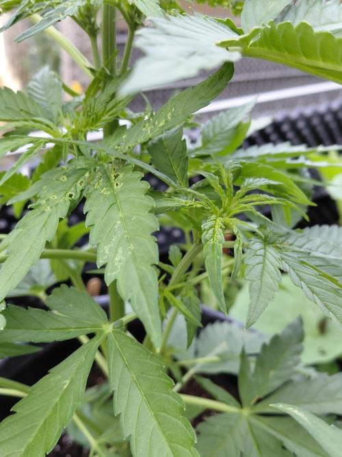 Spliff's Neville's Haze Auto Outdoor run. Week 5