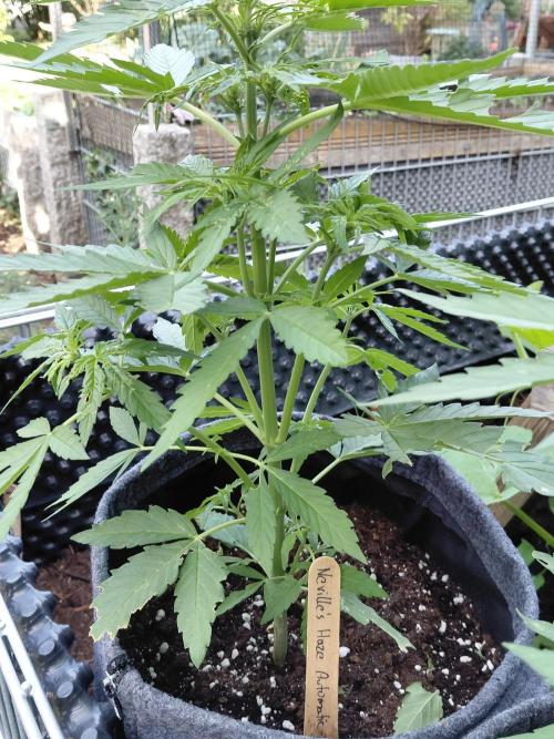 Spliff's Neville's Haze Auto Outdoor run. Week 5