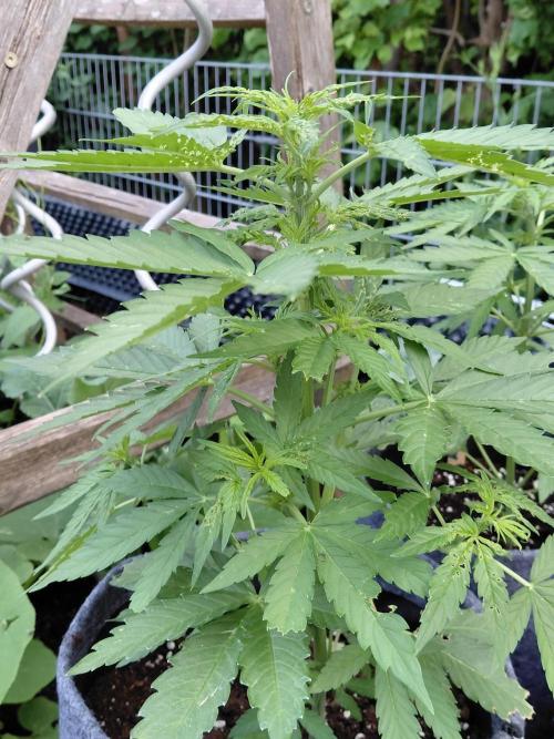 Spliff's Neville's Haze Auto Outdoor run. Week 5