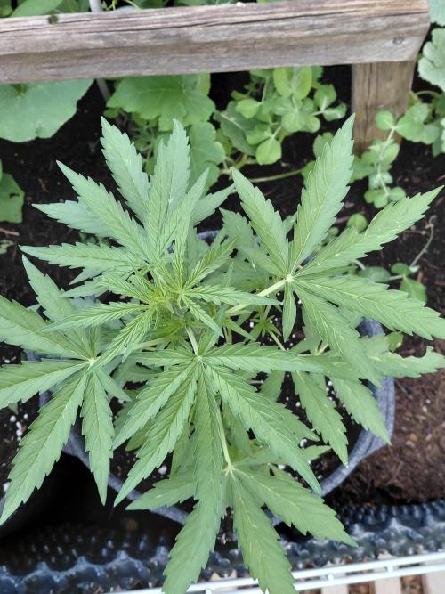 RQS' Milky Way F1 Outdoor Leftovers. Week 5