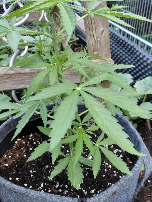 RQS' Milky Way F1 Outdoor Leftovers. Week 5