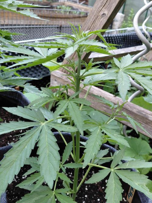 RQS' Milky Way F1 Outdoor Leftovers. Week 5