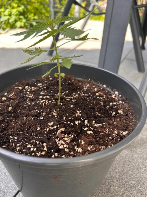 Spliff's Auto Neville's Haze Outdoor GER. Week 5