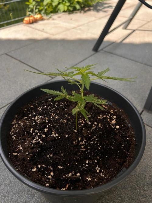 Spliff's Auto Neville's Haze Outdoor GER. Week 5