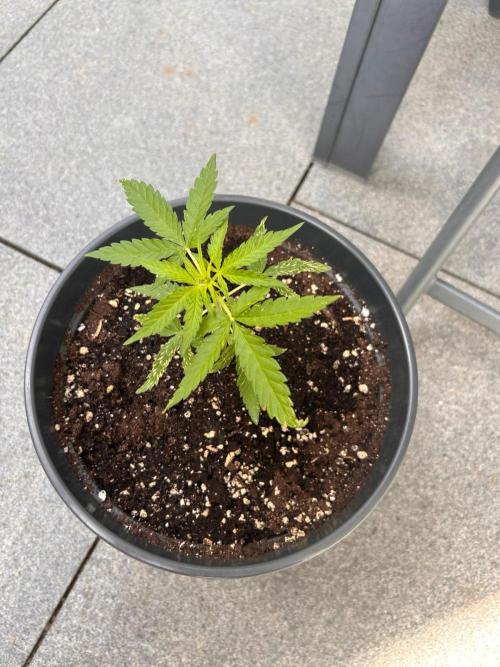 Spliff's Auto Neville's Haze Outdoor GER. Week 5