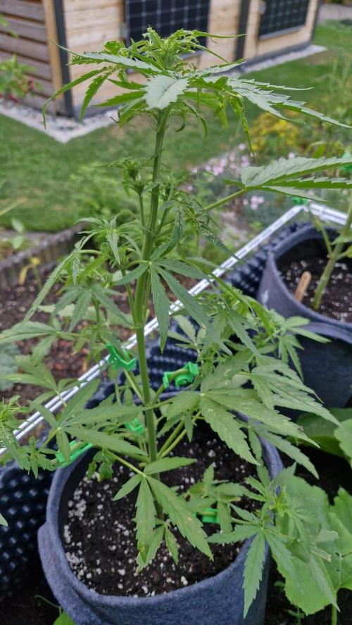 RQS' Milky Way F1 Outdoor Leftovers. Week 6