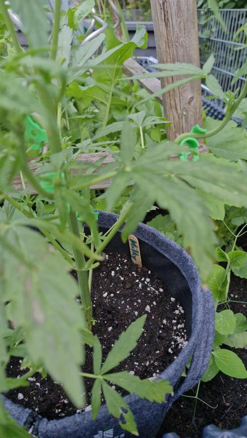 RQS' Milky Way F1 Outdoor Leftovers. Week 6