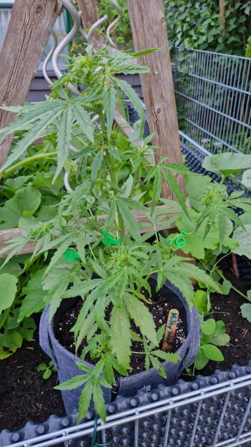 RQS' Milky Way F1 Outdoor Leftovers. Week 6