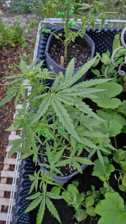 RQS' Milky Way F1 Outdoor Leftovers. Week 6