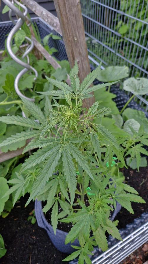 RQS' Milky Way F1 Outdoor Leftovers. Week 6
