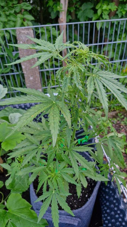 Milky Way F1. Week 6