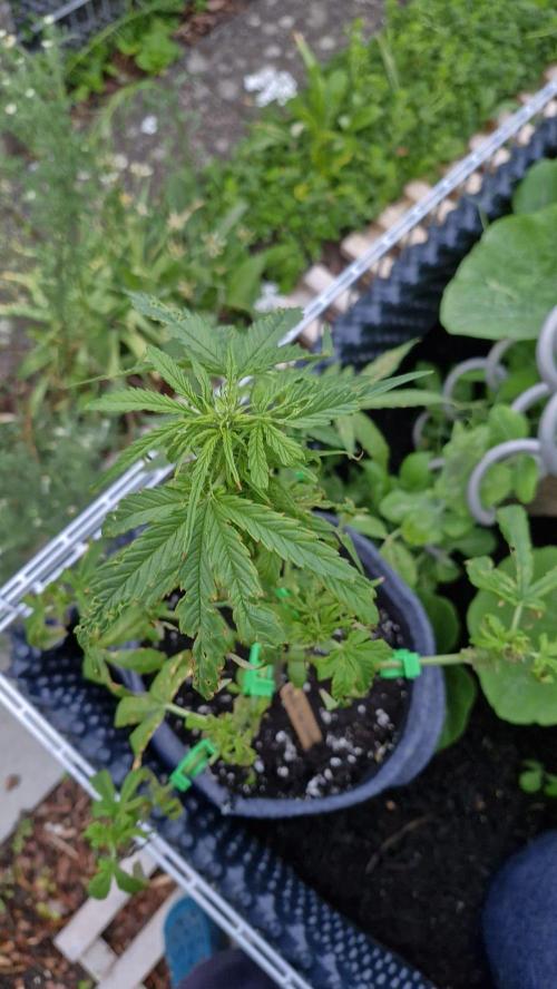 Spliff's Neville's Haze Auto Outdoor run. Week 6