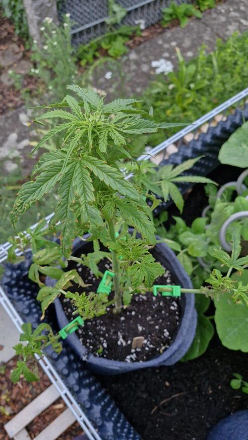 Spliff's Neville's Haze Auto Outdoor run. Week 6