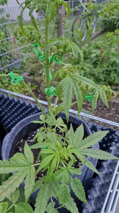 Spliff's Neville's Haze Auto Outdoor run. Week 6