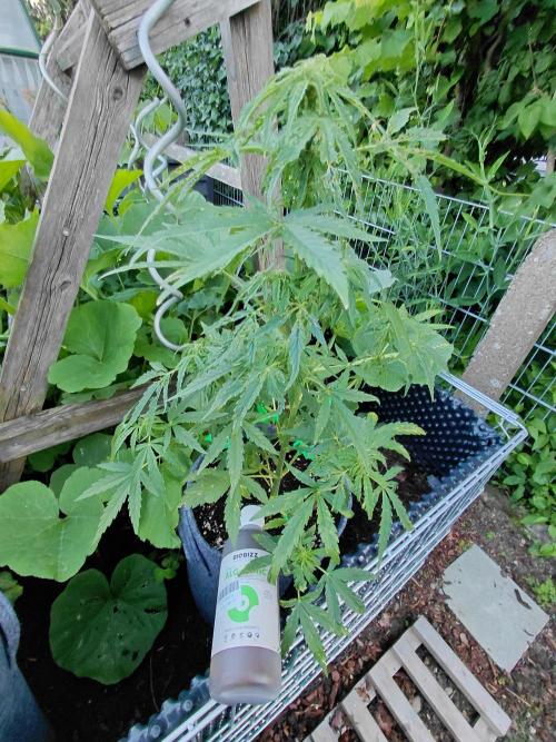 RQS' Milky Way F1 Outdoor Leftovers. Week 7