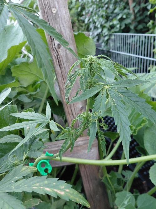 RQS' Milky Way F1 Outdoor Leftovers. Week 7