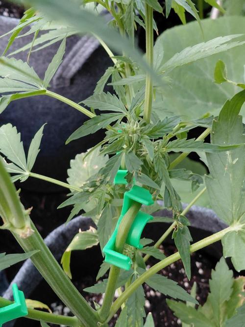 RQS' Milky Way F1 Outdoor Leftovers. Week 7