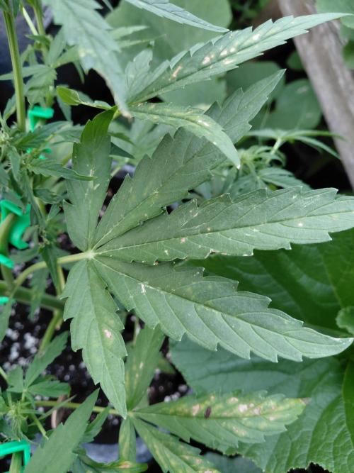 RQS' Milky Way F1 Outdoor Leftovers. Week 7