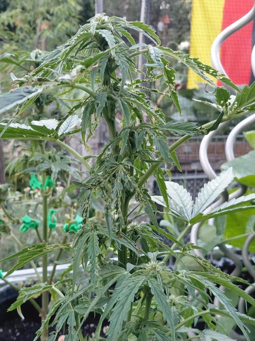RQS' Milky Way F1 Outdoor Leftovers. Week 7
