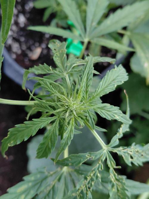 RQS' Milky Way F1 Outdoor Leftovers. Week 7