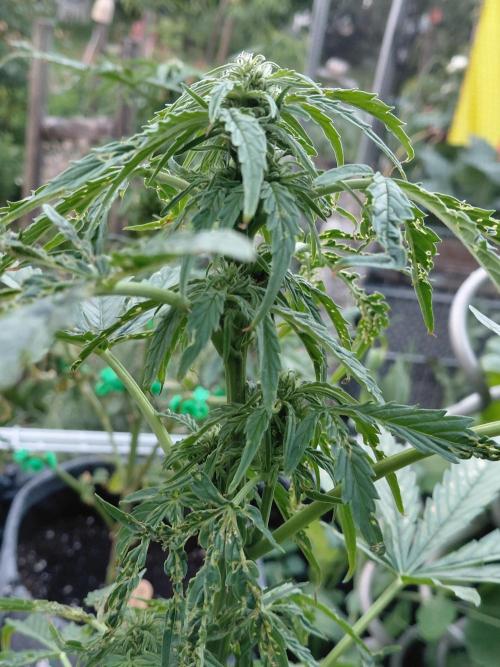 RQS' Milky Way F1 Outdoor Leftovers. Week 7