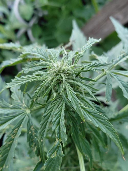 RQS' Milky Way F1 Outdoor Leftovers. Week 7