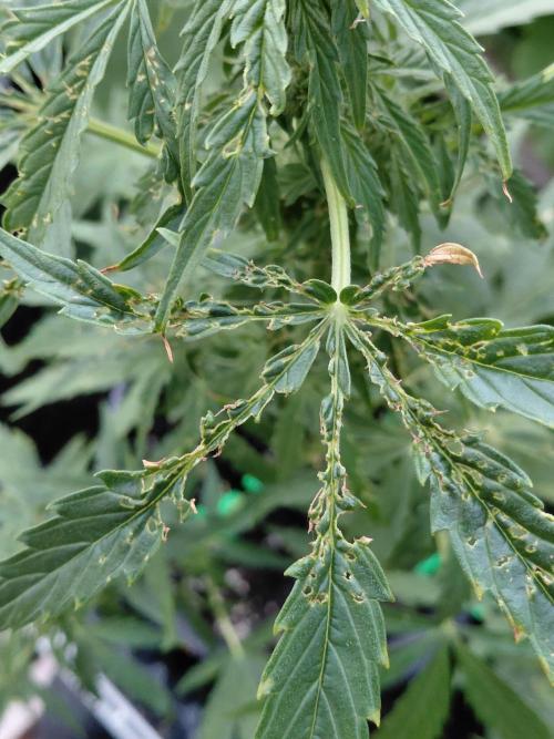 RQS' Milky Way F1 Outdoor Leftovers. Week 7