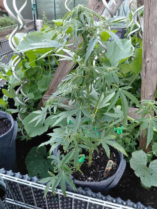 RQS' Milky Way F1 Outdoor Leftovers. Week 7