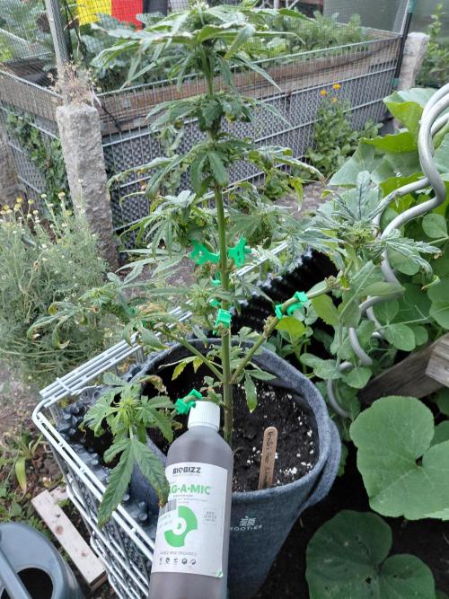 Spliff's Neville's Haze Auto Outdoor run. Week 7