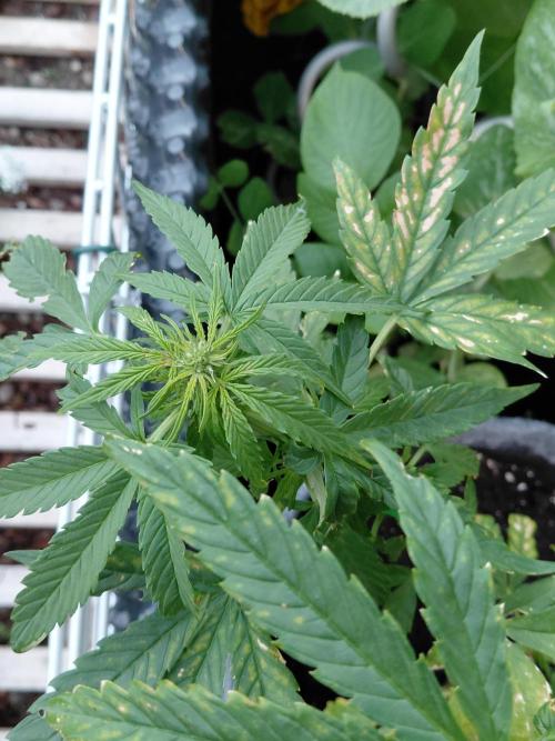 Spliff's Neville's Haze Auto Outdoor run. Week 7