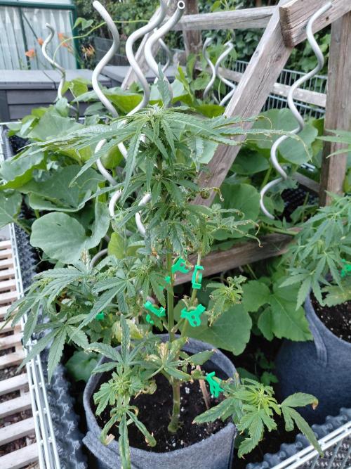 Spliff's Neville's Haze Auto Outdoor run. Week 7