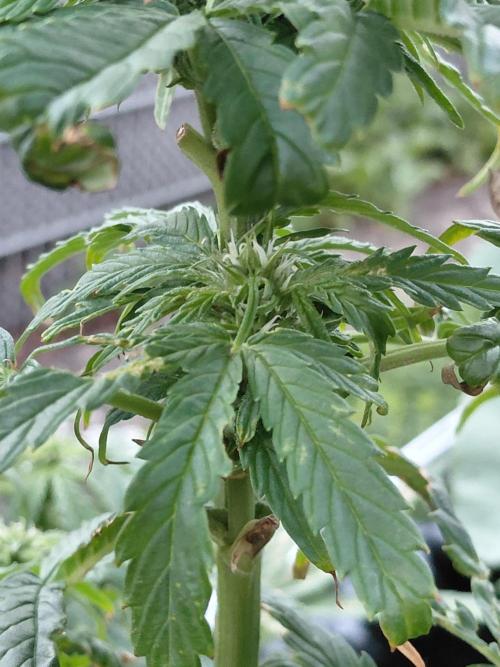Spliff's Neville's Haze Auto Outdoor run. Week 7