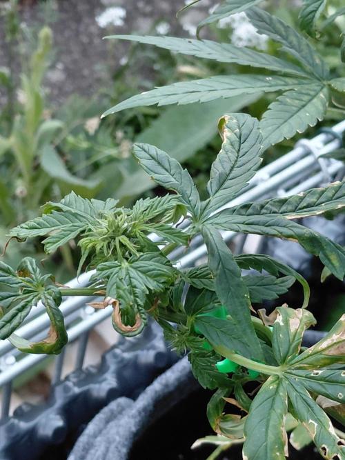Spliff's Neville's Haze Auto Outdoor run. Week 7