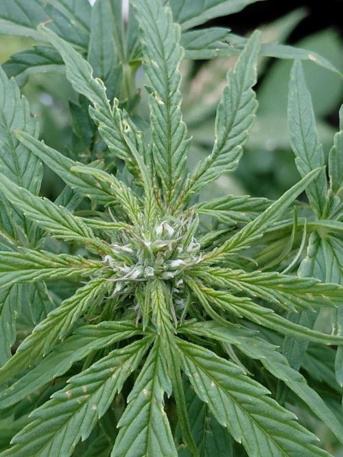Spliff's Neville's Haze Auto Outdoor run. Week 7